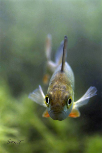 European perch looking into the lens (Perca fluviatilis) by Sven Tramaux 